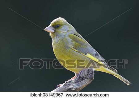 Stock Photo - "Greenfinch (Carduelis chloris), male, Haren, Emsland, Lower Saxony, Germany, Europe". Fotosearch
