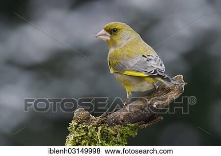 "Greenfinch (Carduelis chloris), male, Haren, Emsland, Lower Saxony, Germany, Europe" View Large Photo Image Stock Photo - "Greenfinch (Carduelis chloris), male, Haren, Emsland, Lower Saxony, Germany, Europe". Fotosearch