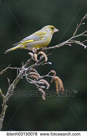 "Greenfinch (Carduelis chloris), male, Haren, Emsland, Lower Saxony, Germany, Europe" View Large Photo Image Stock Photo - "Greenfinch (Carduelis chloris), male, Haren, Emsland, Lower Saxony, Germany, Europe". Fotosearch