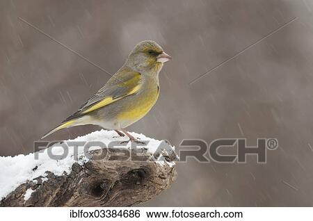 "Greenfinch (Carduelis chloris), male perched on a tree stump during snowfall, Innsbruck, Tyrol, Austria, Europe" View Large Photo Image Stock Photograph - "Greenfinch (Carduelis chloris), male perched on a tree stump during snowfall, Innsbruck, Tyrol, Austria, Europe". Fotosearch