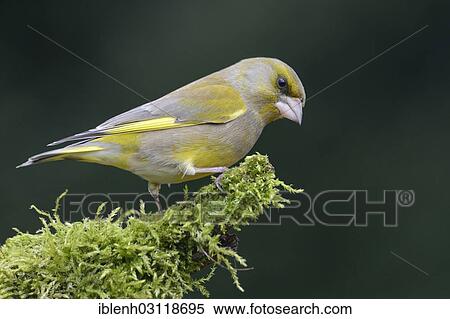 Stock Photography - "Greenfinch (Carduelis chloris), male, Haren, Emsland, Lower Saxony, Germany, Europe". Fotosearch
