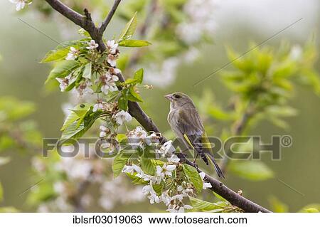 "Greenfinch (Carduelis chloris), female, Fuldabruck, Fuldabruck, Hesse, Germany, Europe" View Large Photo Image Stock Image - "Greenfinch (Carduelis chloris), female, Fuldabruck, Fuldabruck, Hesse, Germany, Europe". Fotosearch