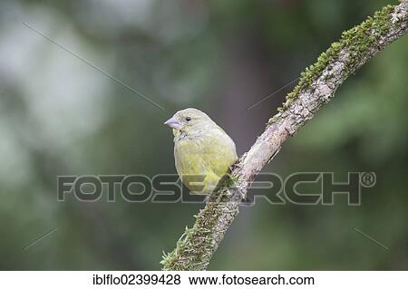 "Greenfinch (Carduelis chloris), Limburg an der Lahn, Hesse, Germany, Europe" View Large Photo Image Stock Photo - "Greenfinch (Carduelis chloris), Limburg an der Lahn, Hesse, Germany, Europe". Fotosearch