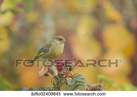 "Greenfinch (Carduelis chloris), Limburg an der Lahn, Hesse, Germany, Europe" View Large Photo Image Stock Photography - "Greenfinch (Carduelis chloris), Limburg an der Lahn, Hesse, Germany, Europe". Fotosearch