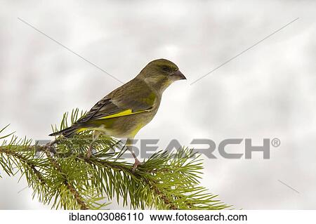 "Greenfinch (Chloris chloris), Tyrol, Austria, Europe" View Large Photo Image Stock Image - "Greenfinch (Chloris chloris), Tyrol, Austria, Europe". Fotosearch