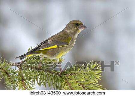 "Greenfinch or European Greenfinch (Chloris chloris), Terfens, Schwaz District, North Tirol, Tirol, Austria, Europe" View Large Photo Image Stock Image - "Greenfinch or European Greenfinch (Chloris chloris), Terfens, Schwaz District, North Tirol, Tirol, Austria, Europe". Fotosearch