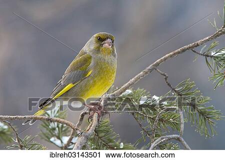 "Greenfinch or European Greenfinch (Chloris chloris), Terfens, Schwaz District, North Tirol, Tirol, Austria, Europe" View Large Photo Image Stock Image - "Greenfinch or European Greenfinch (Chloris chloris), Terfens, Schwaz District, North Tirol, Tirol, Austria, Europe". Fotosearch