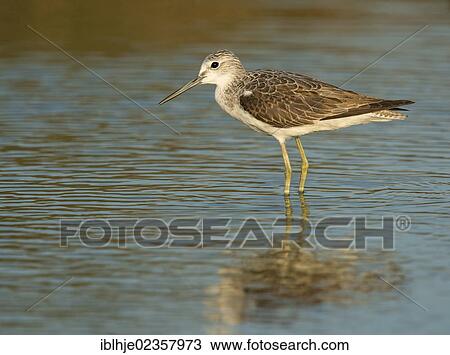 Stock Image - "Greenshank (Tringa nebularia), Lesbos, Greece, Europe". Fotosearch