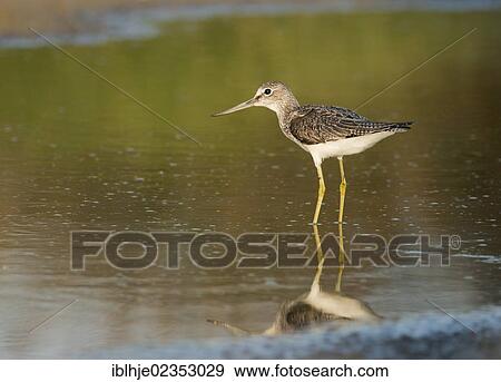 Stock Photo - "Greenshank (Tringa nebularia), Lesbos, Greece, Europe". Fotosearch