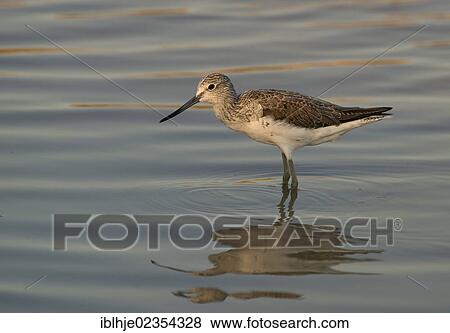 "Greenshank (Tringa nebularia), Lesbos, Greece, Europe" View Large Photo Image Stock Photo - "Greenshank (Tringa nebularia), Lesbos, Greece, Europe". Fotosearch
