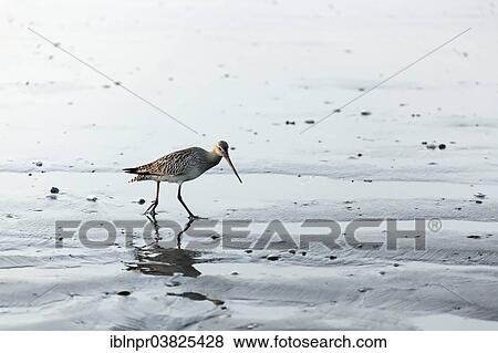 "Greenshank (Tringa nebularia) on the beach, Al-Batinah province, Oman, Arabian Peninsula, Asia" View Large Photo Image Stock Photo - "Greenshank (Tringa nebularia) on the beach, Al-Batinah province, Oman, Arabian Peninsula, Asia". Fotosearch