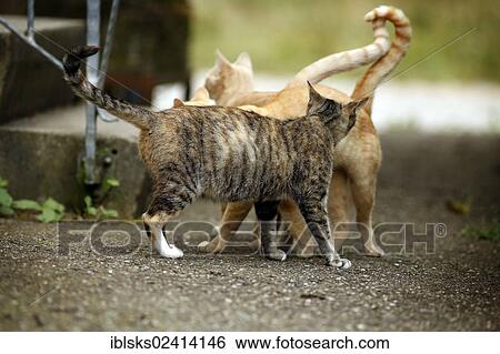 Greeting behavior, pregnant tri-colored tabby cat being welcomed by two red tabby cats View Large Photo Image Stock Photograph - Greeting behavior, pregnant tri-colored tabby cat being welcomed by two red tabby cats. Fotosearch