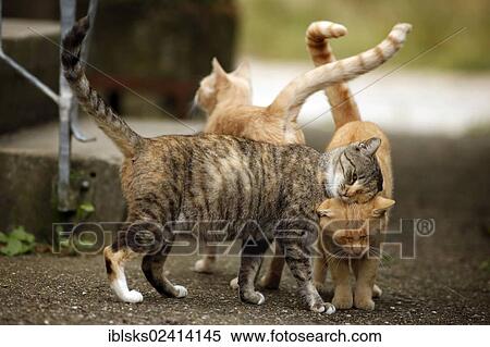 Greeting behavior, pregnant tri-colored tabby cat being welcomed by two red tabby cats View Large Photo Image Stock Photography - Greeting behavior, pregnant tri-colored tabby cat being welcomed by two red tabby cats. Fotosearch