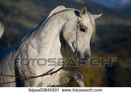 "Grey Arab Horse, stallion, with a show headcollar, North Tyrol, Austria, Europe" View Large Photo Image Stock Image - "Grey Arab Horse, stallion, with a show headcollar, North Tyrol, Austria, Europe". Fotosearch