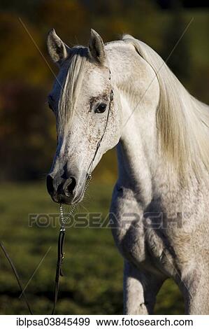 "Grey Arab Horse, stallion, with a show headcollar, North Tyrol, Austria, Europe" View Large Photo Image Stock Photo - "Grey Arab Horse, stallion, with a show headcollar, North Tyrol, Austria, Europe". Fotosearch
