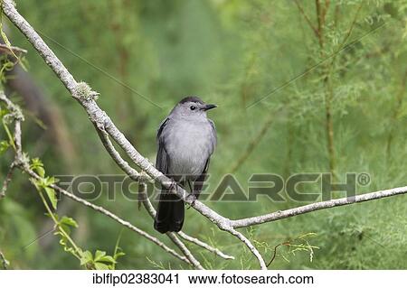 Stock Image - "Grey Catbird (Dumetella carolinensis), adult, perched on twig, Texas, United States, North America". Fotosearch