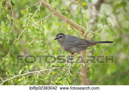 Stock Image - "Grey Catbird (Dumetella carolinensis), adult, perched on twig, Texas, United States, North America". Fotosearch