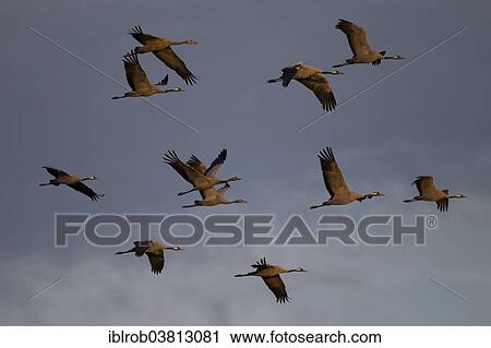 "Grey Cranes (Grus grus), young birds and adult birds in flight, Mecklenburg-Western Pomerania, Germany, Europe" View Large Photo Image Stock Image - "Grey Cranes (Grus grus), young birds and adult birds in flight, Mecklenburg-Western Pomerania, Germany, Europe". Fotosearch