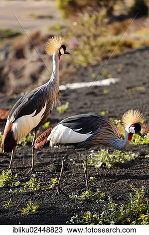 "Grey Crowned Crane (Balearica regulorum), Fuerteventura, Canary Islands, Spain, Europe" View Large Photo Image Stock Image - "Grey Crowned Crane (Balearica regulorum), Fuerteventura, Canary Islands, Spain, Europe". Fotosearch