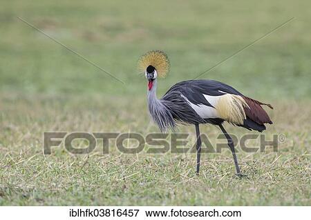 "Grey Crowned Crane (Balearica regulorum), Liuwa Plain National Park, Northwestern Province, Zambia, Africa" View Large Photo Image Stock Photo - "Grey Crowned Crane (Balearica regulorum), Liuwa Plain National Park, Northwestern Province, Zambia, Africa". Fotosearch