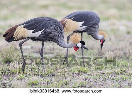 "Grey Crowned Cranes (Balearica regulorum), Liuwa Plain National Park, Northwestern Province, Zambia, Africa" View Large Photo Image Stock Photo - "Grey Crowned Cranes (Balearica regulorum), Liuwa Plain National Park, Northwestern Province, Zambia, Africa". Fotosearch