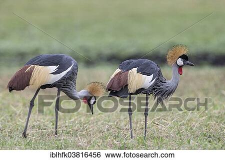 "Grey Crowned Cranes (Balearica regulorum), Liuwa Plain National Park, Northwestern Province, Zambia, Africa" View Large Photo Image Stock Photograph - "Grey Crowned Cranes (Balearica regulorum), Liuwa Plain National Park, Northwestern Province, Zambia, Africa". Fotosearch