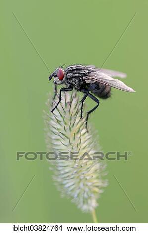 "Grey Flesh Fly (Sarcophaga carnaria), North Rhine-Westphalia, Germany, Europe" View Large Photo Image Picture - "Grey Flesh Fly (Sarcophaga carnaria), North Rhine-Westphalia, Germany, Europe". Fotosearch