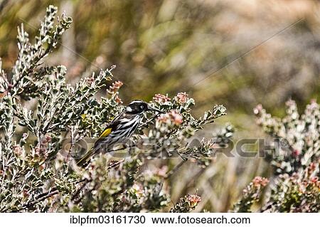 Stock Image - "Grey-fronted Honeyeater (Lichenostomus plumulus), male sitting in a flowering bush, Western Australia, Australia, Oceania". Fotosearch