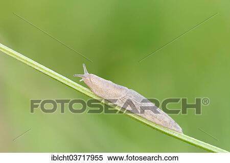 Stock Photography - "Grey Garden Snail (Deroceras reticulatum) on blade of grass, North Rhine-Westphalia, Germany, Europe". Fotosearch