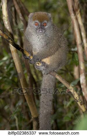 "Grey Gentle Lemur (Hapalemur griseus), adult, sitting on branch, Andasibe-Mantadia National Park, Madagascar, Africa" View Large Photo Image Stock Photo - "Grey Gentle Lemur (Hapalemur griseus), adult, sitting on branch, Andasibe-Mantadia National Park, Madagascar, Africa". Fotosearch