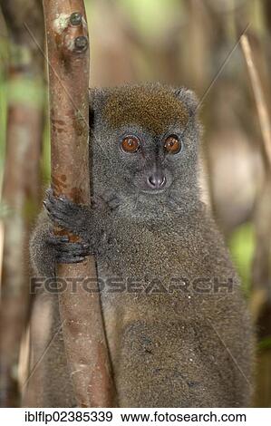 "Grey Gentle Lemur (Hapalemur griseus), adult, clinging to branch, Andasibe-Mantadia National Park, Madagascar, Africa" View Large Photo Image Stock Photo - "Grey Gentle Lemur (Hapalemur griseus), adult, clinging to branch, Andasibe-Mantadia National Park, Madagascar, Africa". Fotosearch