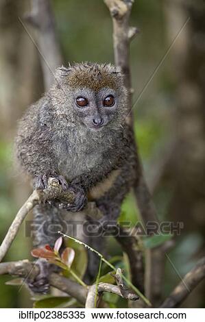 "Grey Gentle Lemur (Hapalemur griseus), adult, with wet fur, sitting on branch, Andasibe-Mantadia National Park, Madagascar, Africa" View Large Photo Image Stock Photography - "Grey Gentle Lemur (Hapalemur griseus), adult, with wet fur, sitting on branch, Andasibe-Mantadia National Park, Madagascar, Africa". Fotosearch