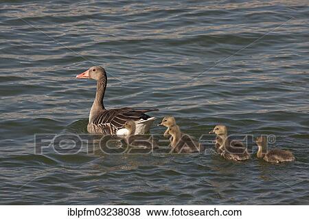 "Grey Goose (Anser anser) with chicks, Lake Chiemsee, Upper Bavaria, Germany, Europe" View Large Photo Image Stock Photo - "Grey Goose (Anser anser) with chicks, Lake Chiemsee, Upper Bavaria, Germany, Europe". Fotosearch