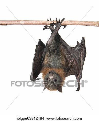 Grey-headed Flying Fox (Pteropus poliocephalus) View Large Photo Image Picture - Grey-headed Flying Fox (Pteropus poliocephalus). Fotosearch