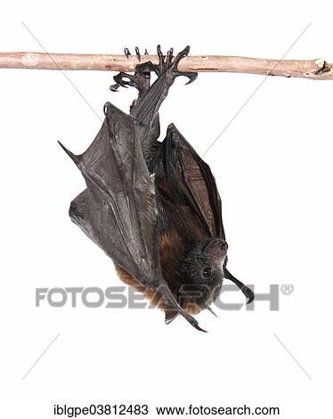Grey-headed Flying Fox (Pteropus poliocephalus) View Large Photo Image Stock Image - Grey-headed Flying Fox (Pteropus poliocephalus). Fotosearch
