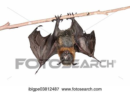 Grey-headed Flying Fox (Pteropus poliocephalus) View Large Photo Image Stock Photo - Grey-headed Flying Fox (Pteropus poliocephalus). Fotosearch