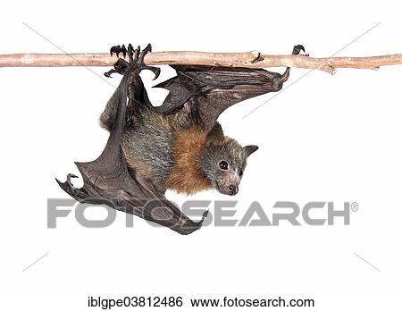 Grey-headed Flying Fox (Pteropus poliocephalus) View Large Photo Image Stock Photograph - Grey-headed Flying Fox (Pteropus poliocephalus). Fotosearch