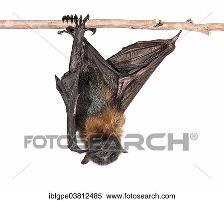 Grey-headed Flying Fox (Pteropus poliocephalus) View Large Photo Image Stock Photography - Grey-headed Flying Fox (Pteropus poliocephalus). Fotosearch