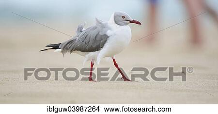 Picture - "Grey-headed gull (Chroicocephalus cirrocephalus) on the sandy beach beach, Sodwana Bay, South Africa, Africa". Fotosearch