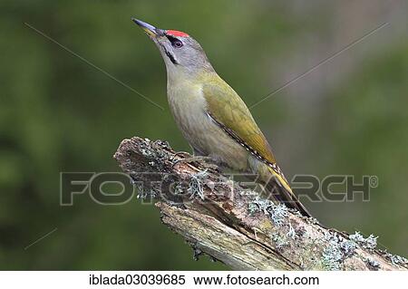 "Grey-headed Woodpecker (Picus canus), male keeping a lookout on a branch, Neunkirchen, Siegerland, North Rhine-Westphalia, Germany, Europe" View Large Photo Image Stock Photography - "Grey-headed Woodpecker (Picus canus), male keeping a lookout on a branch, Neunkirchen, Siegerland, North Rhine-Westphalia, Germany, Europe". Fotosearch