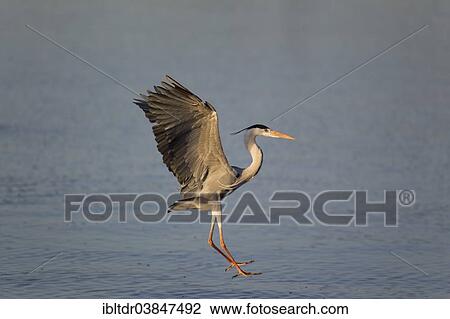 "Grey Heron (Ardea cinerea), about to land, Sunset Dam, Kruger National Park, South Africa, Africa" View Large Photo Image Stock Image - "Grey Heron (Ardea cinerea), about to land, Sunset Dam, Kruger National Park, South Africa, Africa". Fotosearch
