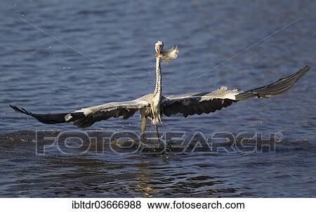"Grey Heron (Ardea cinerea) after successfully catching a fish, in Sunset Dam, Kruger National Park, South Africa, Africa" View Large Photo Image Stock Photo - "Grey Heron (Ardea cinerea) after successfully catching a fish, in Sunset Dam, Kruger National Park, South Africa, Africa". Fotosearch