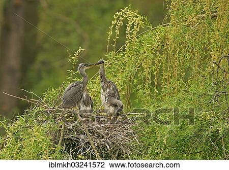 "Grey Heron (Ardea cinerea) and chicks in a nest, Gottingen, Gottingen, Lower Saxony, Germany, Europe" View Large Photo Image Stock Image - "Grey Heron (Ardea cinerea) and chicks in a nest, Gottingen, Gottingen, Lower Saxony, Germany, Europe". Fotosearch
