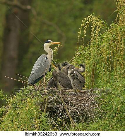 "Grey Heron (Ardea cinerea) and chicks in a nest, Gottingen, Gottingen, Lower Saxony, Germany, Europe" View Large Photo Image Stock Image - "Grey Heron (Ardea cinerea) and chicks in a nest, Gottingen, Gottingen, Lower Saxony, Germany, Europe". Fotosearch