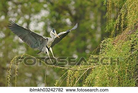 "Grey Heron (Ardea cinerea) approaching to land with nesting material, Gottingen, Gottingen, Lower Saxony, Germany, Europe" View Large Photo Image Stock Image - "Grey Heron (Ardea cinerea) approaching to land with nesting material, Gottingen, Gottingen, Lower Saxony, Germany, Europe". Fotosearch