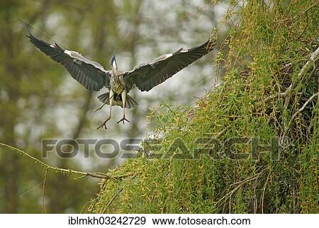 "Grey Heron (Ardea cinerea) approaching to land with nesting material, Gottingen, Gottingen, Lower Saxony, Germany, Europe" View Large Photo Image Stock Photo - "Grey Heron (Ardea cinerea) approaching to land with nesting material, Gottingen, Gottingen, Lower Saxony, Germany, Europe". Fotosearch