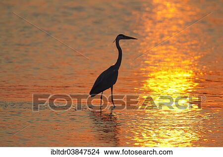"Grey Heron (Ardea cinerea), at sunset, Sunset Dam, Kruger National Park, South Africa, Africa" View Large Photo Image Picture - "Grey Heron (Ardea cinerea), at sunset, Sunset Dam, Kruger National Park, South Africa, Africa". Fotosearch