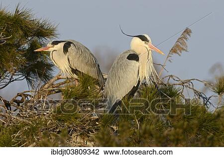"Grey Heron (Ardea cinerea) at the nest in early spring, Camargue, France, Europe" View Large Photo Image Stock Image - "Grey Heron (Ardea cinerea) at the nest in early spring, Camargue, France, Europe". Fotosearch