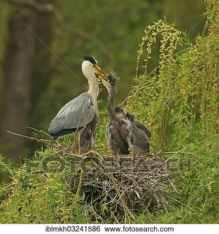 "Grey Heron (Ardea cinerea) feeding chicks in a nest, Gottingen, Gottingen, Lower Saxony, Germany, Europe" View Large Photo Image Stock Photograph - "Grey Heron (Ardea cinerea) feeding chicks in a nest, Gottingen, Gottingen, Lower Saxony, Germany, Europe". Fotosearch