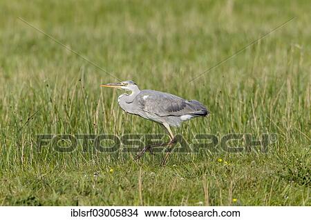 "Grey Heron (Ardea cinerea), Fehmarn, Fehmarn, Fehmarn Island, Schleswig-Holstein, Germany, Europe" View Large Photo Image Picture - "Grey Heron (Ardea cinerea), Fehmarn, Fehmarn, Fehmarn Island, Schleswig-Holstein, Germany, Europe". Fotosearch